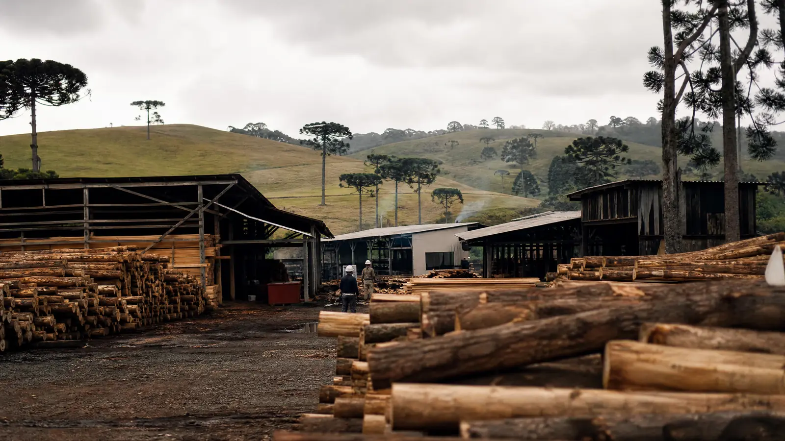 Pátio de serraria com toras de madeira, galpões e araucárias nos Campos Gerais