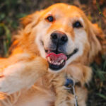 Golden retriever: características e cuidados com a saúde