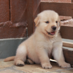 GOLDEN RETRIEVER EM APARTAMENTO – PARTE 2 DE 2