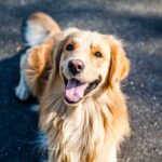 10 Curiosidades sobre o Golden Retriever