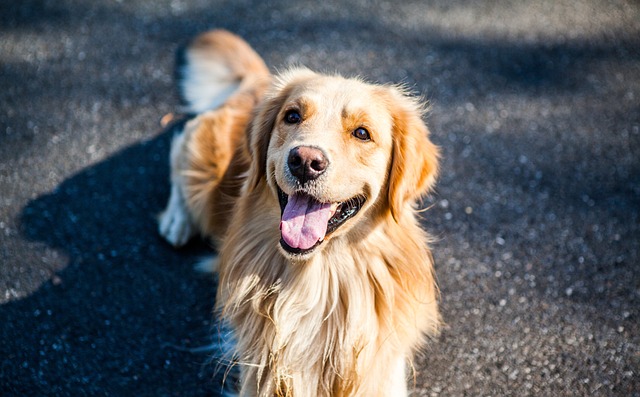 10 Curiosidades sobre o Golden Retriever
