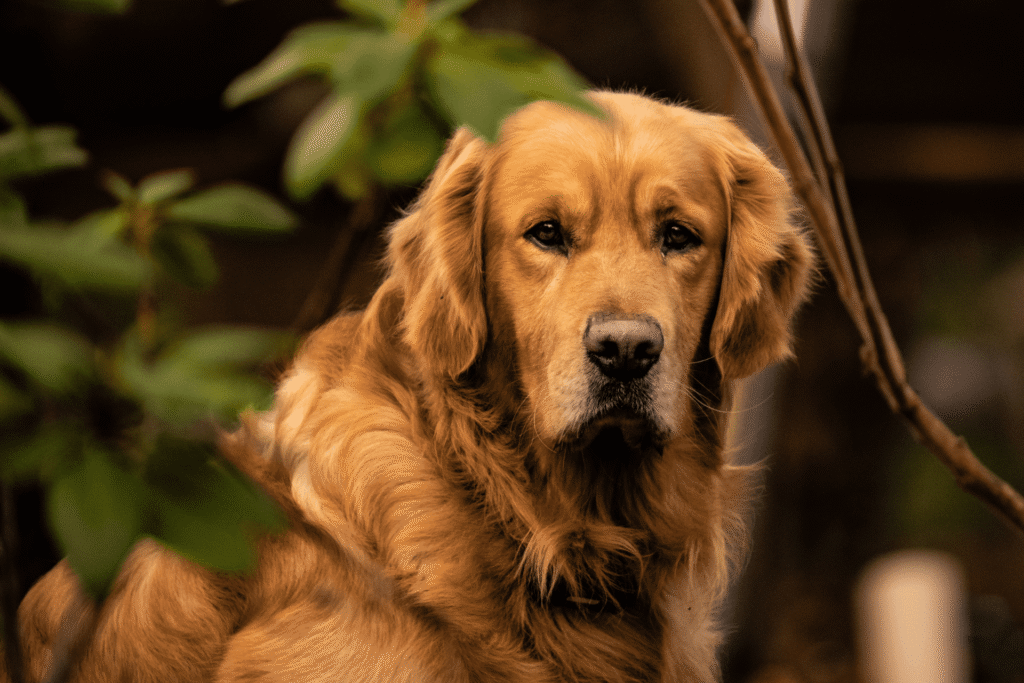 Golden Retriever – Tudo sobre a raça
