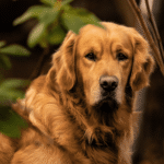 Golden Retriever – Tudo sobre a raça