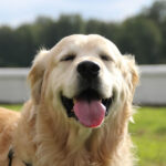 Descobrindo a História do Golden Retriever: Uma Jornada de Nobreza e Dedicação